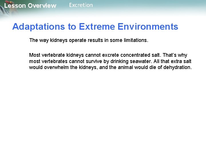 Lesson Overview Excretion Adaptations to Extreme Environments The way kidneys operate results in some