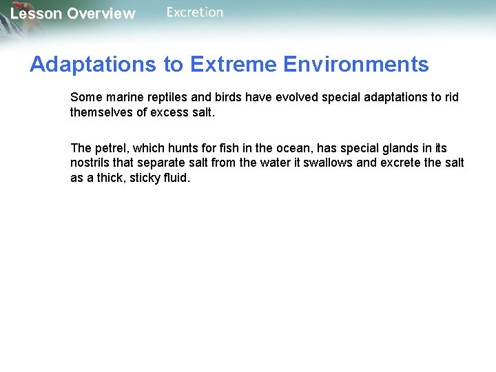 Lesson Overview Excretion Adaptations to Extreme Environments Some marine reptiles and birds have evolved