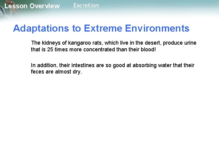 Lesson Overview Excretion Adaptations to Extreme Environments The kidneys of kangaroo rats, which live