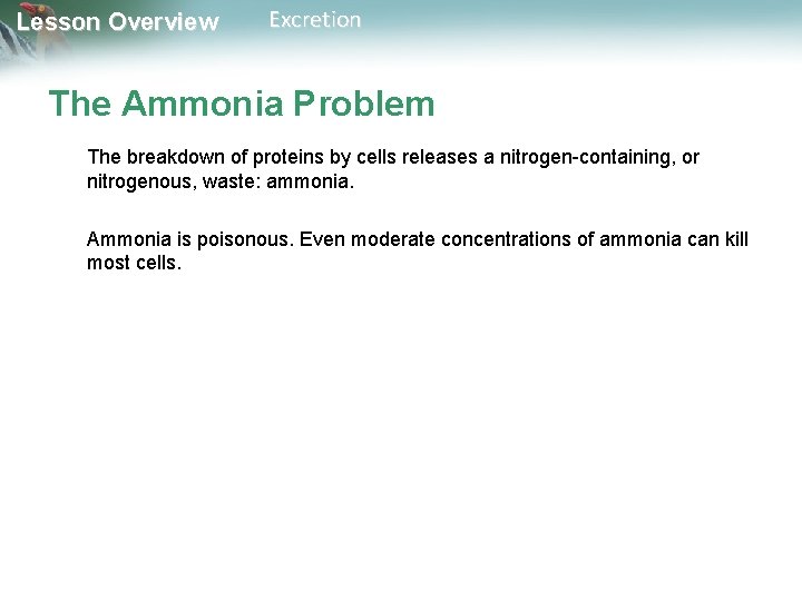 Lesson Overview Excretion The Ammonia Problem The breakdown of proteins by cells releases a
