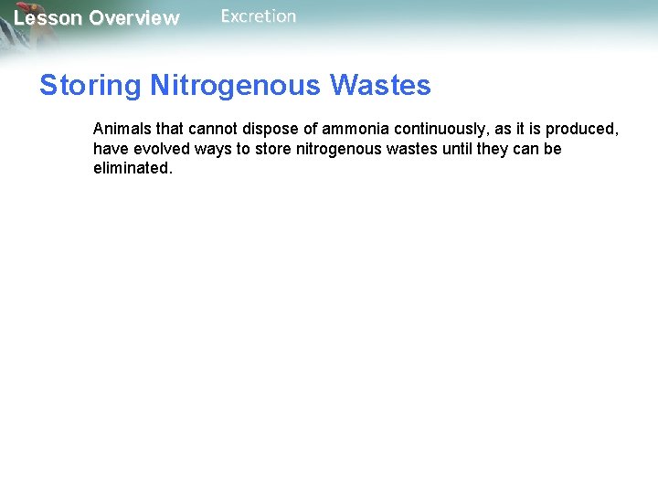 Lesson Overview Excretion Storing Nitrogenous Wastes Animals that cannot dispose of ammonia continuously, as