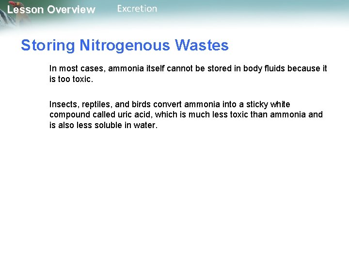 Lesson Overview Excretion Storing Nitrogenous Wastes In most cases, ammonia itself cannot be stored