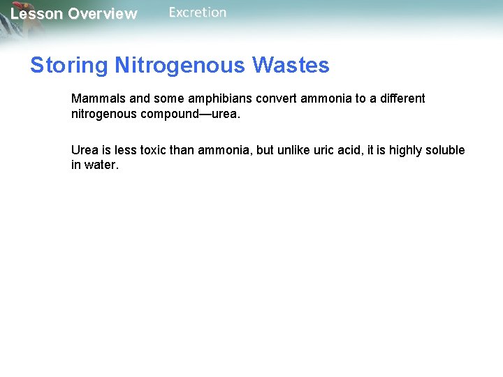 Lesson Overview Excretion Storing Nitrogenous Wastes Mammals and some amphibians convert ammonia to a