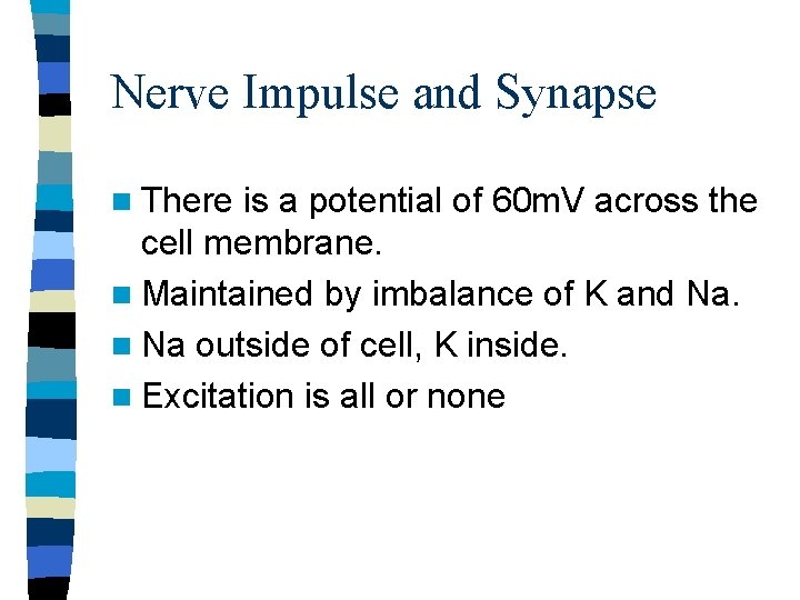 Nerve Impulse and Synapse n There is a potential of 60 m. V across