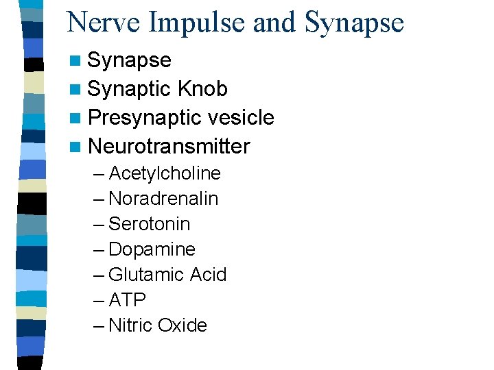 Nerve Impulse and Synapse n Synaptic Knob n Presynaptic vesicle n Neurotransmitter – Acetylcholine