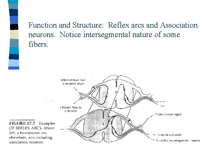 Function and Structure: Reflex arcs and Association neurons. Notice intersegmental nature of some fibers.