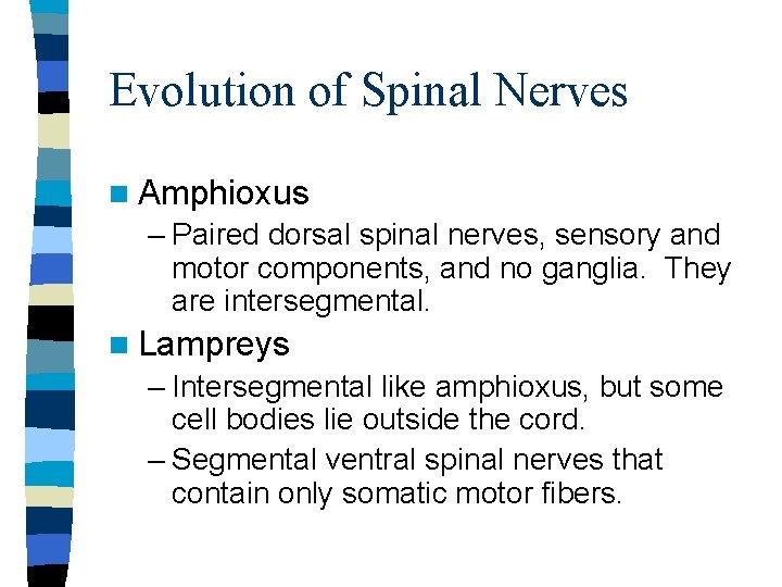 Evolution of Spinal Nerves n Amphioxus – Paired dorsal spinal nerves, sensory and motor