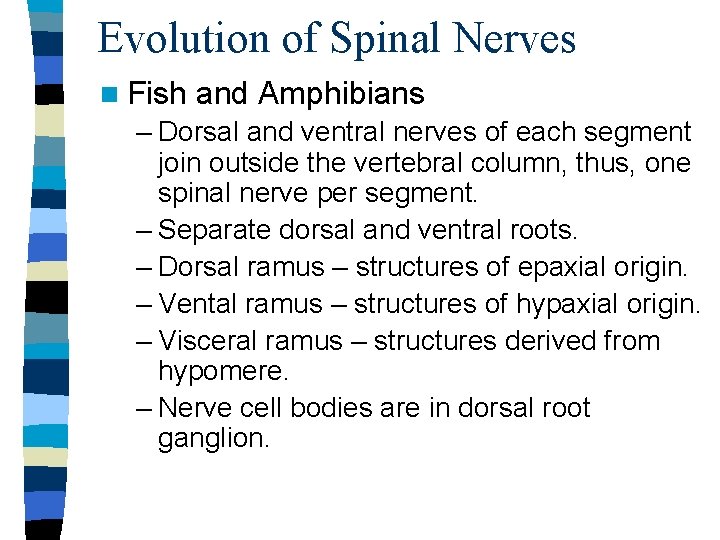 Evolution of Spinal Nerves n Fish and Amphibians – Dorsal and ventral nerves of