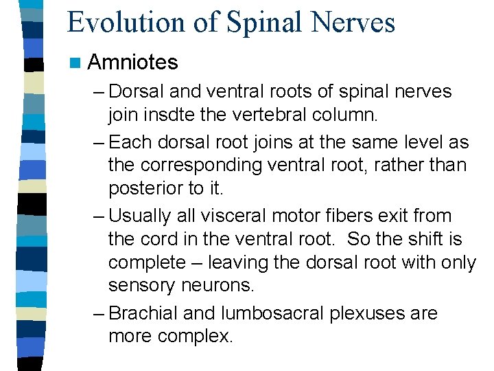 Evolution of Spinal Nerves n Amniotes – Dorsal and ventral roots of spinal nerves