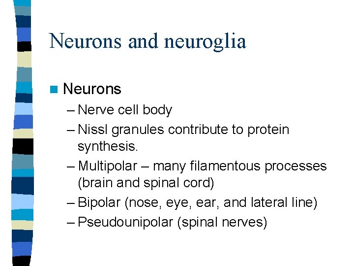 Neurons and neuroglia n Neurons – Nerve cell body – Nissl granules contribute to