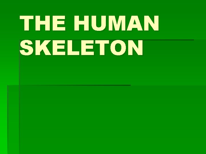 THE HUMAN SKELETON 