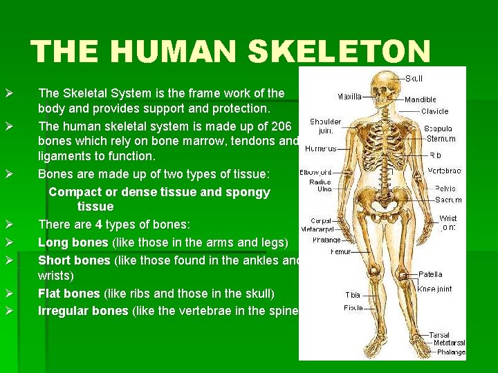THE HUMAN SKELETON Ø Ø Ø Ø The Skeletal System is the frame work