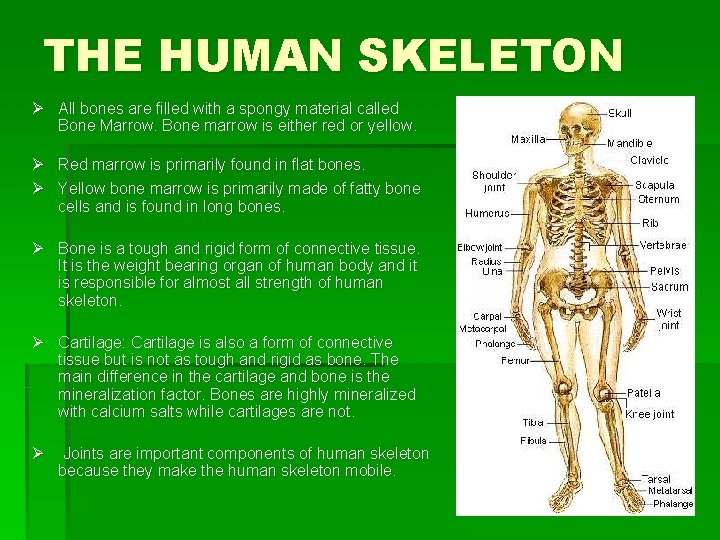 THE HUMAN SKELETON Ø All bones are filled with a spongy material called Bone