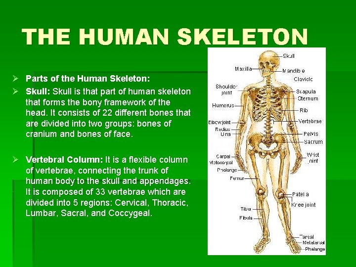 THE HUMAN SKELETON Ø Parts of the Human Skeleton: Ø Skull: Skull is that