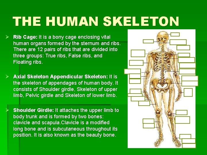 THE HUMAN SKELETON Ø Rib Cage: It is a bony cage enclosing vital human