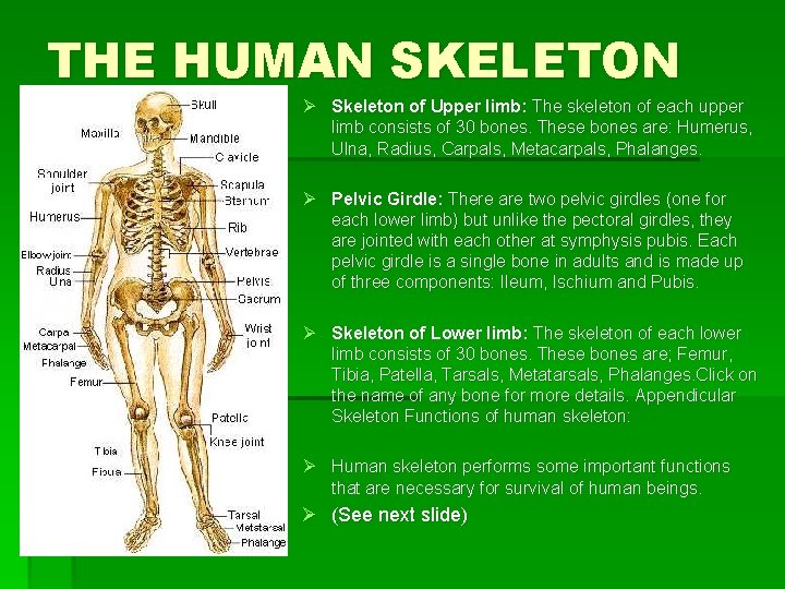 THE HUMAN SKELETON Ø Skeleton of Upper limb: The skeleton of each upper limb