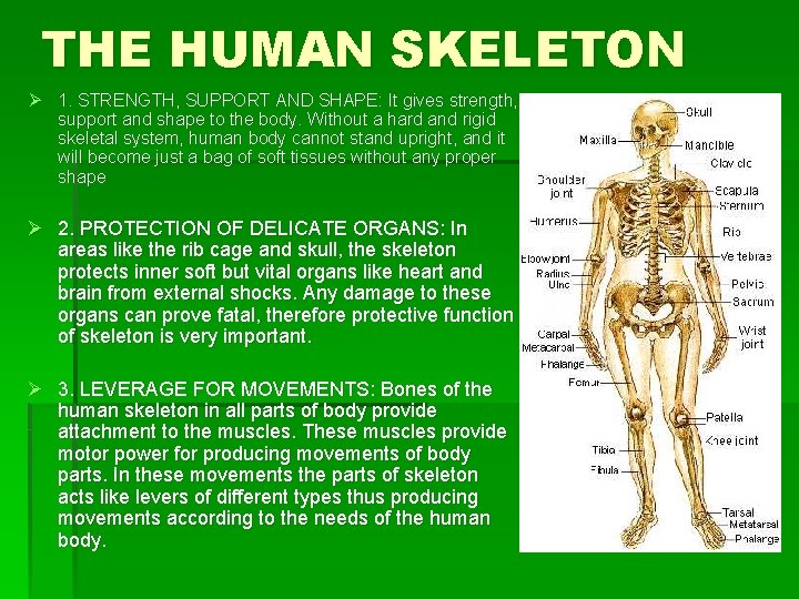 THE HUMAN SKELETON Ø 1. STRENGTH, SUPPORT AND SHAPE: It gives strength, support and