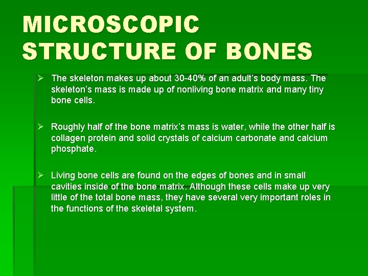 MICROSCOPIC STRUCTURE OF BONES Ø The skeleton makes up about 30 -40% of an