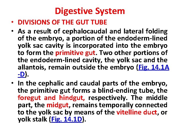 Digestive System • DIVISIONS OF THE GUT TUBE • As a result of cephalocaudal