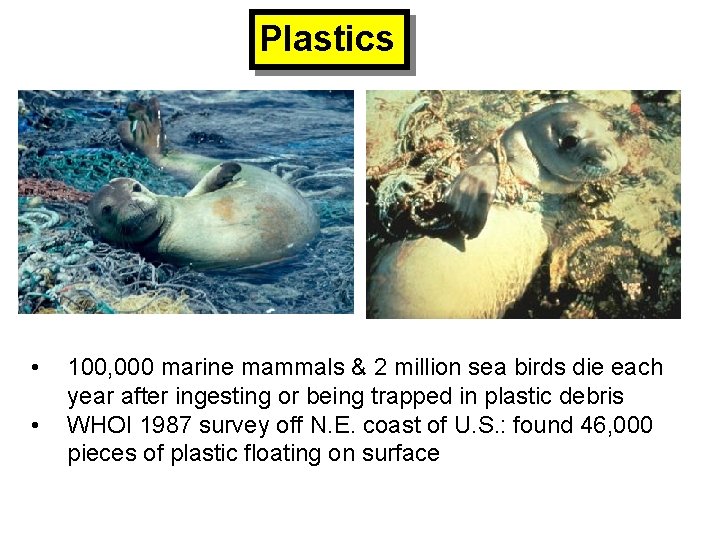 Plastics • • 100, 000 marine mammals & 2 million sea birds die each