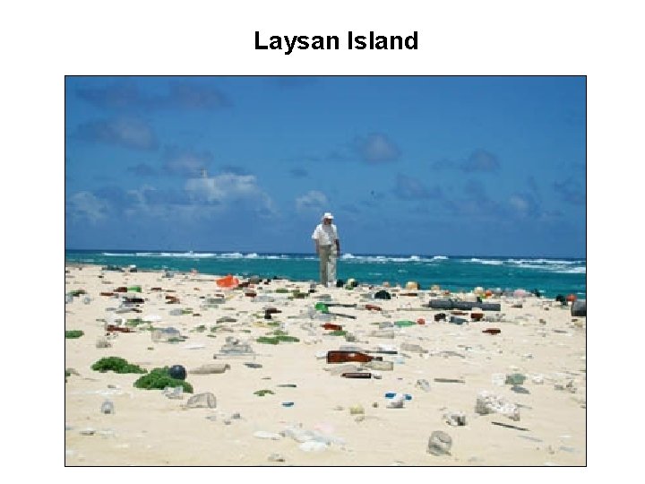 Laysan Island 