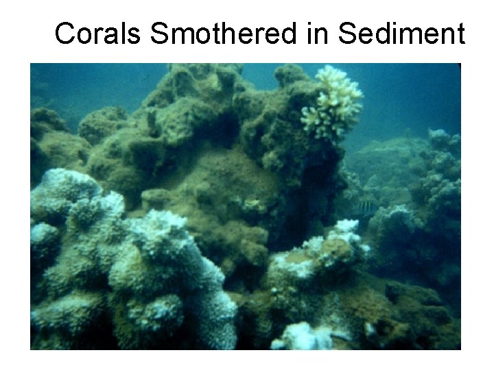 Corals Smothered in Sediment 