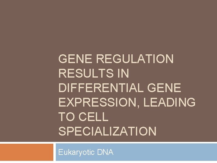 GENE REGULATION RESULTS IN DIFFERENTIAL GENE EXPRESSION, LEADING TO CELL SPECIALIZATION Eukaryotic DNA 