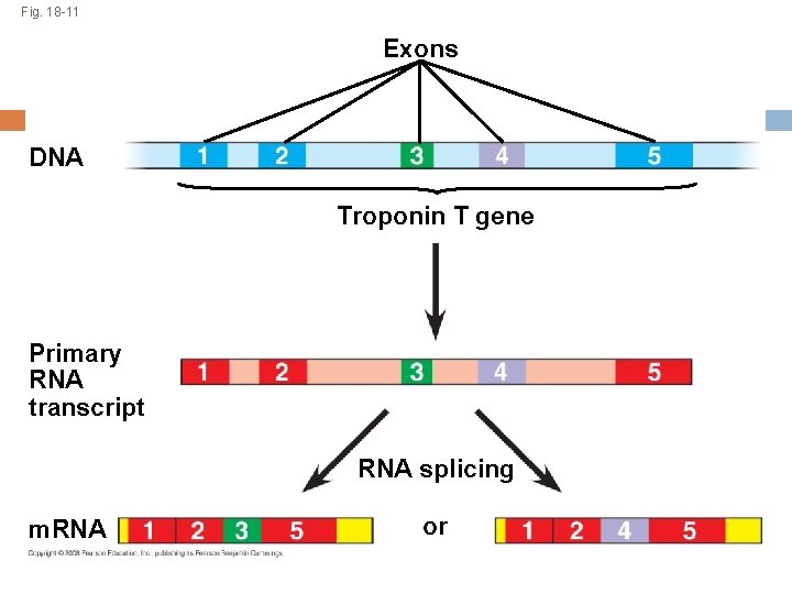 Fig. 18 -11 Exons DNA Troponin T gene Primary RNA transcript RNA splicing m.