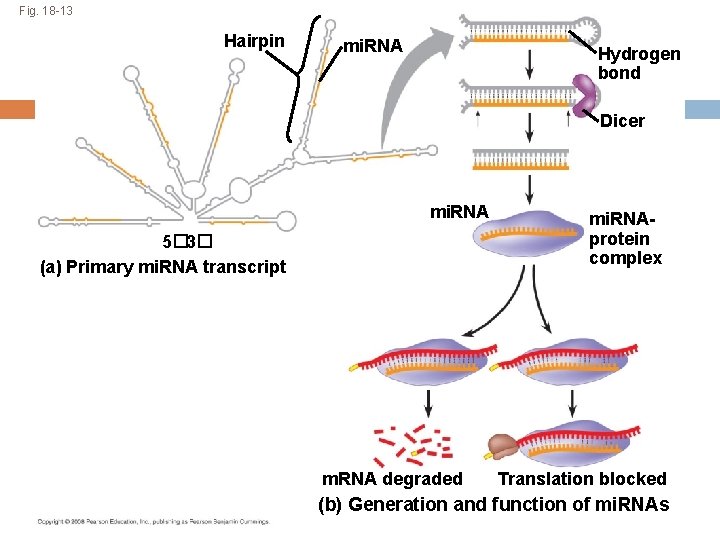 Fig. 18 -13 Hairpin mi. RNA Hydrogen bond Dicer mi. RNA 5� 3� (a)