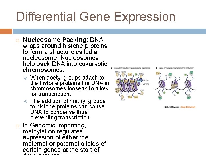 Differential Gene Expression Nucleosome Packing: DNA wraps around histone proteins to form a structure