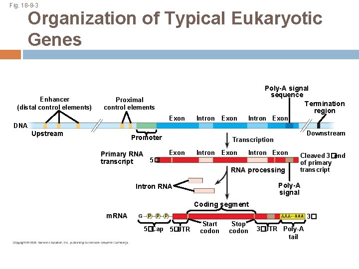 Fig. 18 -8 -3 Organization of Typical Eukaryotic Genes Enhancer (distal control elements) Poly-A