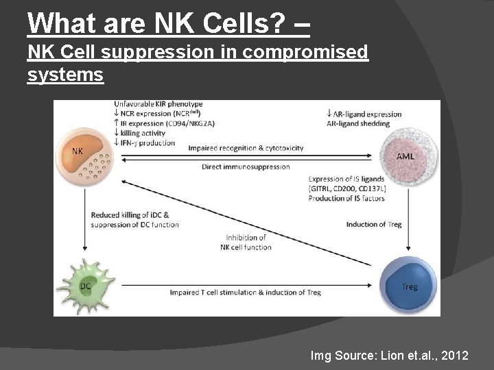 What are NK Cells? – NK Cell suppression in compromised systems Img Source: Lion