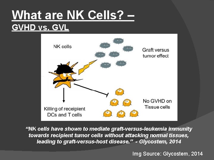 What are NK Cells? – GVHD vs. GVL “NK cells have shown to mediate