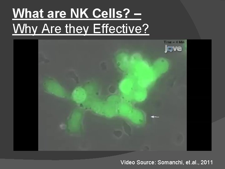 What are NK Cells? – Why Are they Effective? Video Source: Somanchi, et. al.