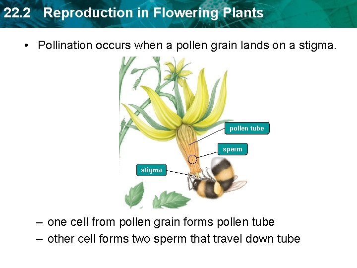 22. 2 Reproduction in Flowering Plants • Pollination occurs when a pollen grain lands 22. 2 Reproduction in Flowering Plants • Pollination occurs when a pollen grain lands