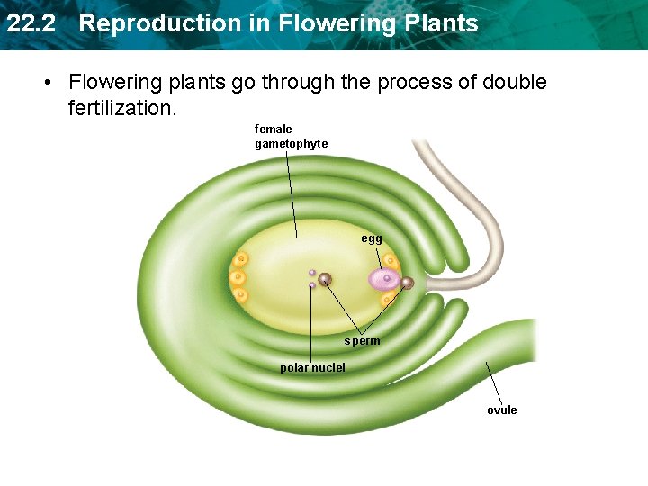 22. 2 Reproduction in Flowering Plants • Flowering plants go through the process of 22. 2 Reproduction in Flowering Plants • Flowering plants go through the process of