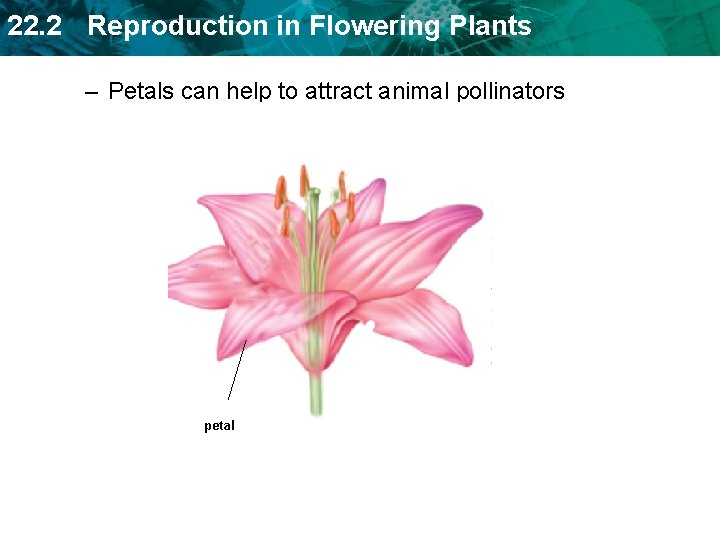 22. 2 Reproduction in Flowering Plants – Petals can help to attract animal pollinators 22. 2 Reproduction in Flowering Plants – Petals can help to attract animal pollinators