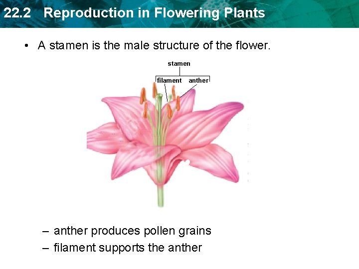 22. 2 Reproduction in Flowering Plants • A stamen is the male structure of 22. 2 Reproduction in Flowering Plants • A stamen is the male structure of