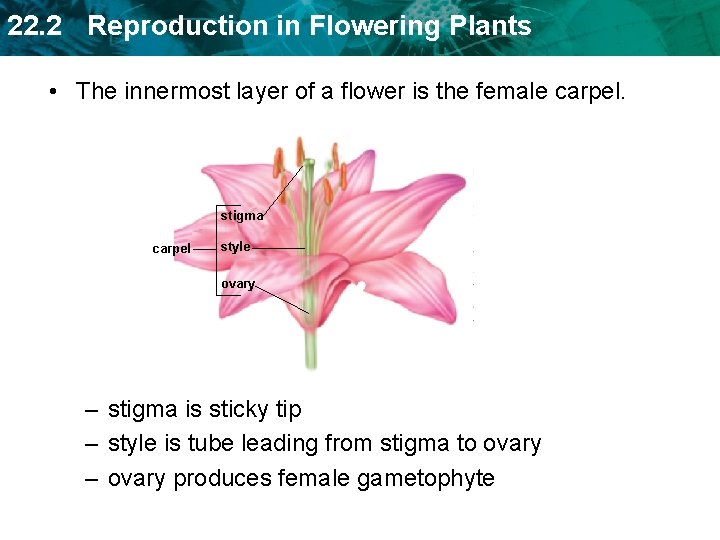 22. 2 Reproduction in Flowering Plants • The innermost layer of a flower is 22. 2 Reproduction in Flowering Plants • The innermost layer of a flower is