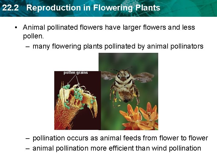 22. 2 Reproduction in Flowering Plants • Animal pollinated flowers have larger flowers and 22. 2 Reproduction in Flowering Plants • Animal pollinated flowers have larger flowers and
