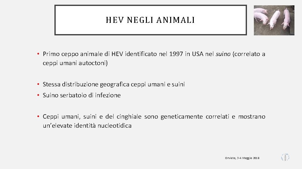 HEV NEGLI ANIMALI • Primo ceppo animale di HEV identificato nel 1997 in USA