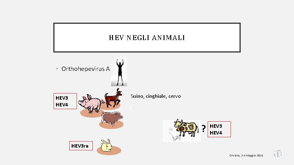 HEV NEGLI ANIMALI • Orthohepevirus A Suino, cinghiale, cervo HEV 3 HEV 4 ?