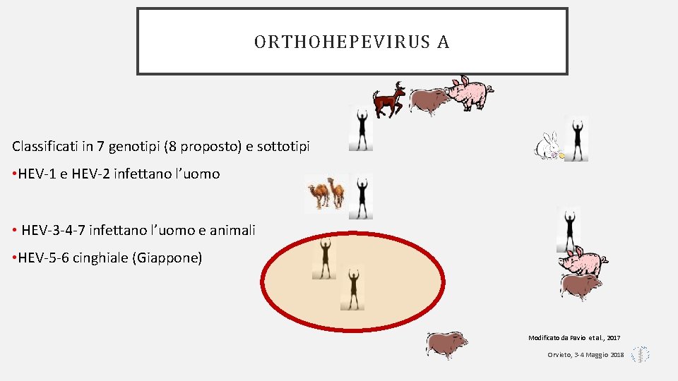 ORTHOHEPEVIRUS A Classificati in 7 genotipi (8 proposto) e sottotipi • HEV-1 e HEV-2