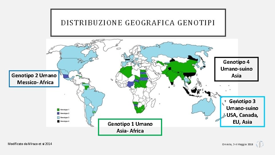 DISTRIBUZIONE GEOGRAFICA GENOTIPI Genotipo 4 Umano-suino Asia Genotipo 2 Umano Messico- Africa Genotipo 1