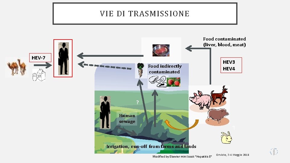 VIE DI TRASMISSIONE Food contaminated (liver, blood, meat) HEV-7 c HEV 3 HEV 4