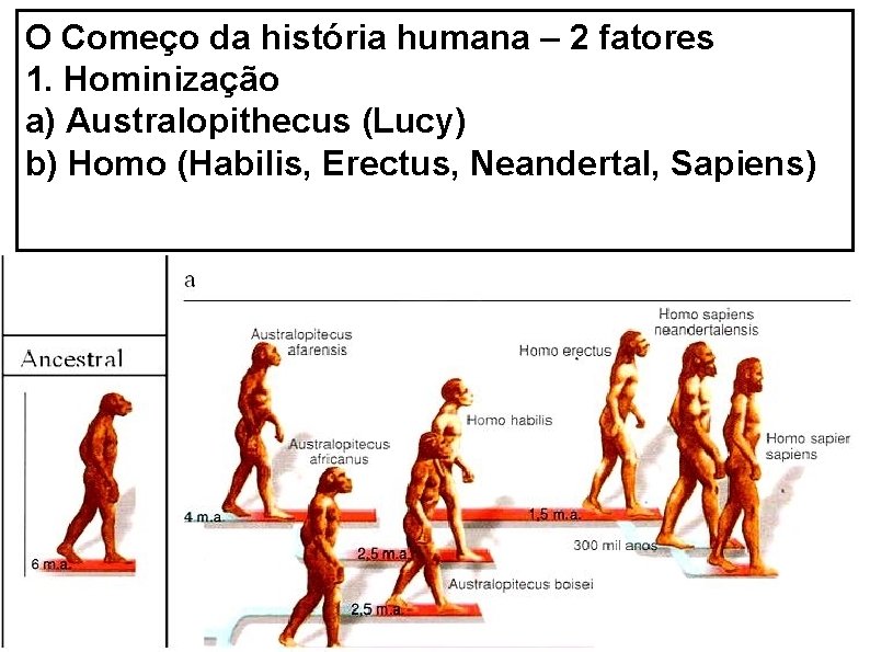 O Começo da história humana – 2 fatores 1. Hominização a) Australopithecus (Lucy) b)