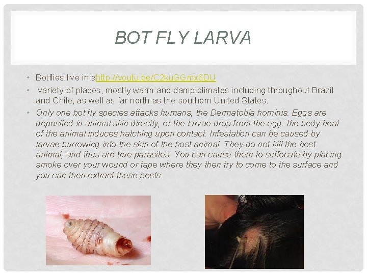 BOT FLY LARVA • Botflies live in ahttp: //youtu. be/C 2 ku. GGmx 6