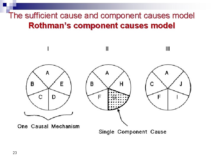 The sufficient cause and component causes model Rothman’s component causes model 23 