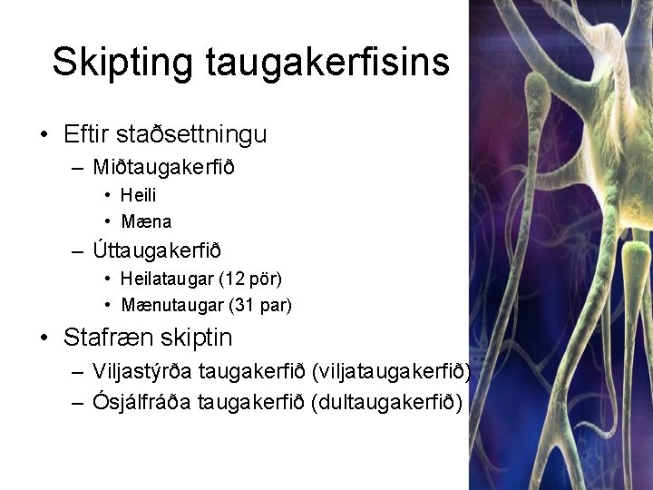 Skipting taugakerfisins • Eftir staðsettningu – Miðtaugakerfið • Heili • Mæna – Úttaugakerfið •