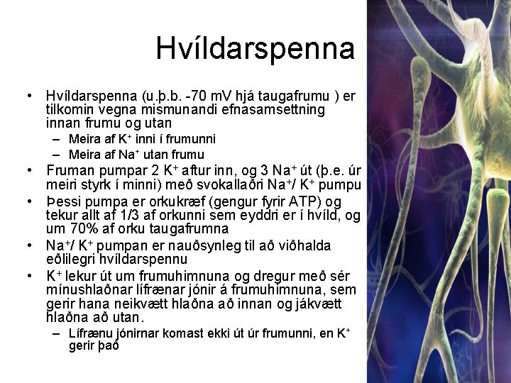 Hvíldarspenna • Hvíldarspenna (u. þ. b. -70 m. V hjá taugafrumu ) er tilkomin